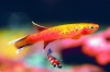 Aphyosemion australe 