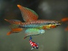 Aphyosemion bitaeniatum 