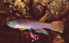 Aphyosemion christy