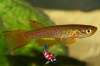 Aphyosemion cognatum 
