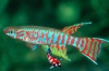 Aphyosemion elberti