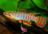 Aphyosemion exiguum