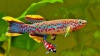 Aphyosemion gardneri