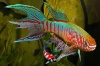 Aphyosemion sjoestedti