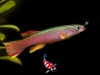Aphyosemion striatum