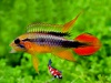 Apistogramma agassizi