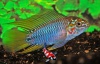 Apistogramma borelli - blauwe dwergcichlide
