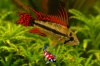 Apistogramma cacatoides 