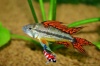 apistogramma cacatuoides
