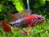 apistogramma macmasteri