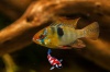 Apistogramma ramirezi - antennebaarsje