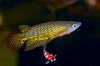 APLOCHEILUS LINEATUS