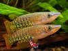 Aplocheilus lineatus