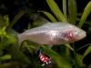 Astyanax fasciatus mexicanus - blinde holenvis