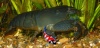 Atyopsis Gabonesis