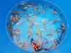 Baby koi mix 1