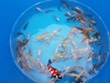 Baby koi mix 100 stuks 