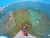 Baby koi mix 30 stuks