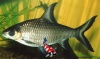 Balantiocheilus melanopterus - haaienvinbarbeel