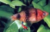 Barbus nigrofasciatus