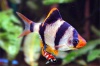 Barbus Tetrazone 