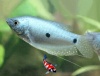 Blauwe spat - Trichogaster trichopterus