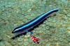 Blue neon Goby