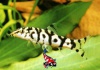 Botia lohachata