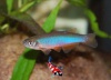 Brachydanio albinoleatus - gouddanio