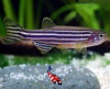 Brachydanio rerio - zebradanio