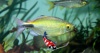 Brycinus longipinnis