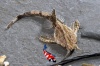 Bunocephalus coracoideus - banjomeerval 