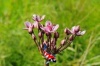 Butomus umbellatus - zwanenbloem