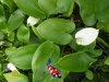 Calla palustris - Slangenwortel