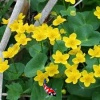 Caltha Palustris - Dotterbloem