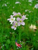 Cardamine pratensis - Pinksterbloem