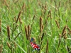 Carex acutiformis - Moeraszegge