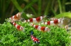 Caridina crystal red