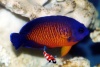 Centropyge bispinosus