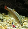 Chineese Danio