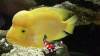 Cichlasoma citrinellum - citroencichlide 