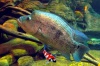 Cichlasoma dovii 