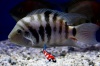 Cichlasoma nigrofasciatus - zebracichlide 