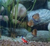 Cobalt blauw Discus