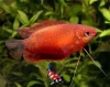 Colisia Chuna Super Red
