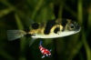 Colomesus psittacus 