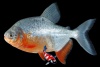 Colossoma brachyponum 