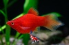 Xiphophorus Maculatus - Coral Platy