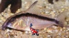 Corydora Arcuatus