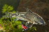 Corydora Barbatus